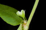 Climbing false buckwheat